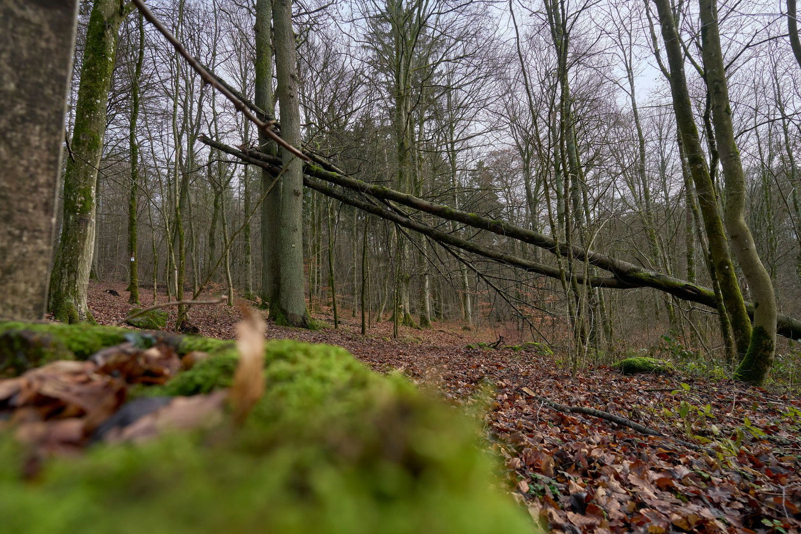 Beim Forschungsprogramm Klimawald 2100 geht es unter anderem vorrangig um den Wasserrückhalt und den Umgang mit Buchen. (Archivbild)
