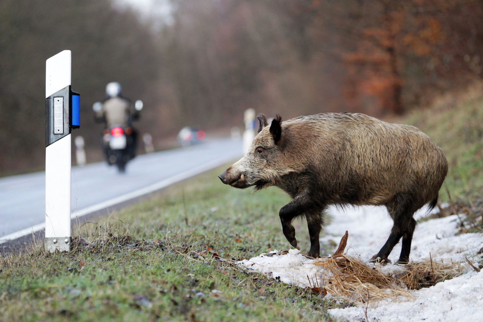 Immer wieder werden Wildschweine wie nun in Brackenheim von Autos überfahren. (Archivbild)