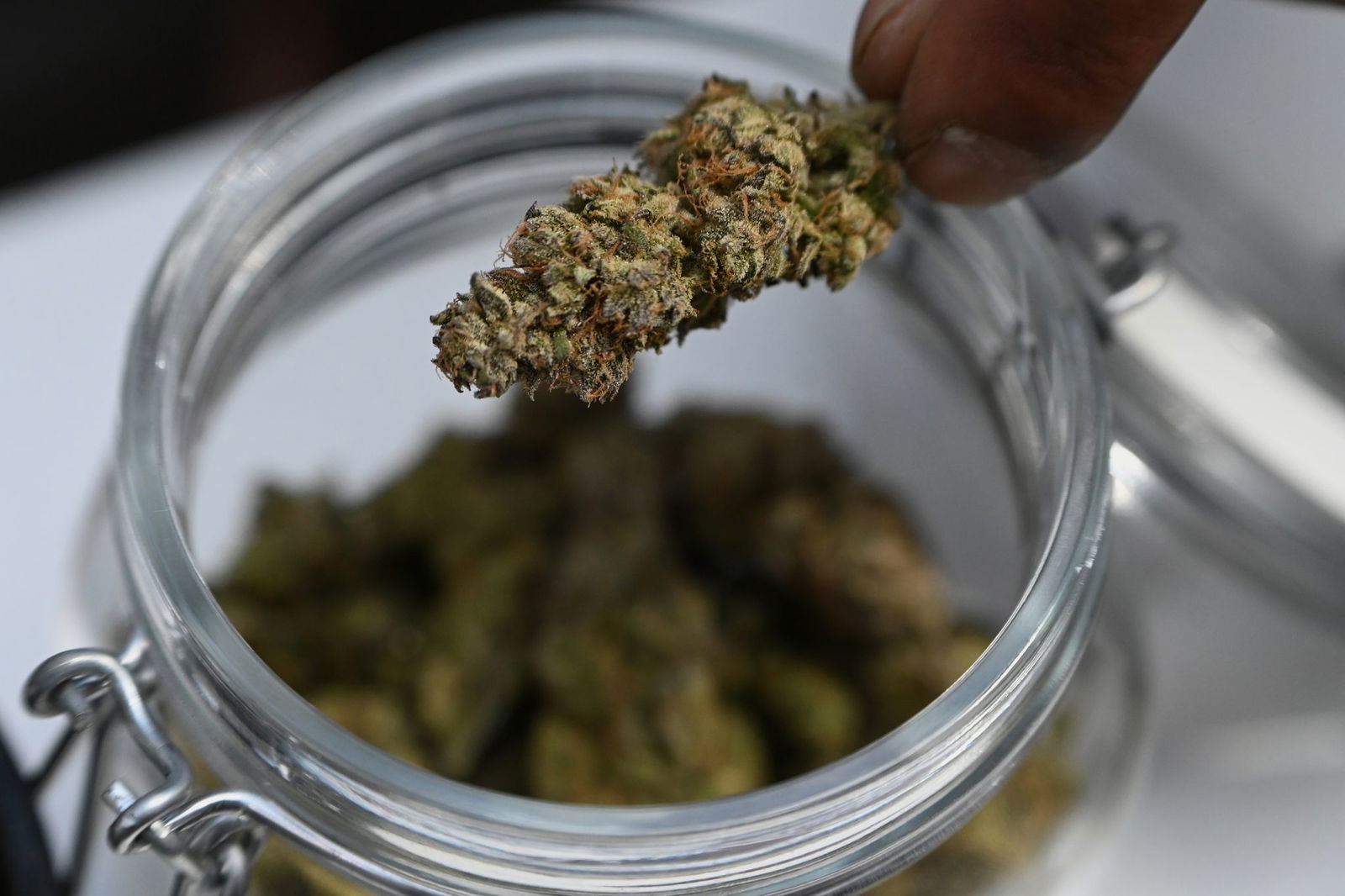 Cannabisvereinigungen müssen viele Regeln einhalten für Anbau. (Symbolfoto)