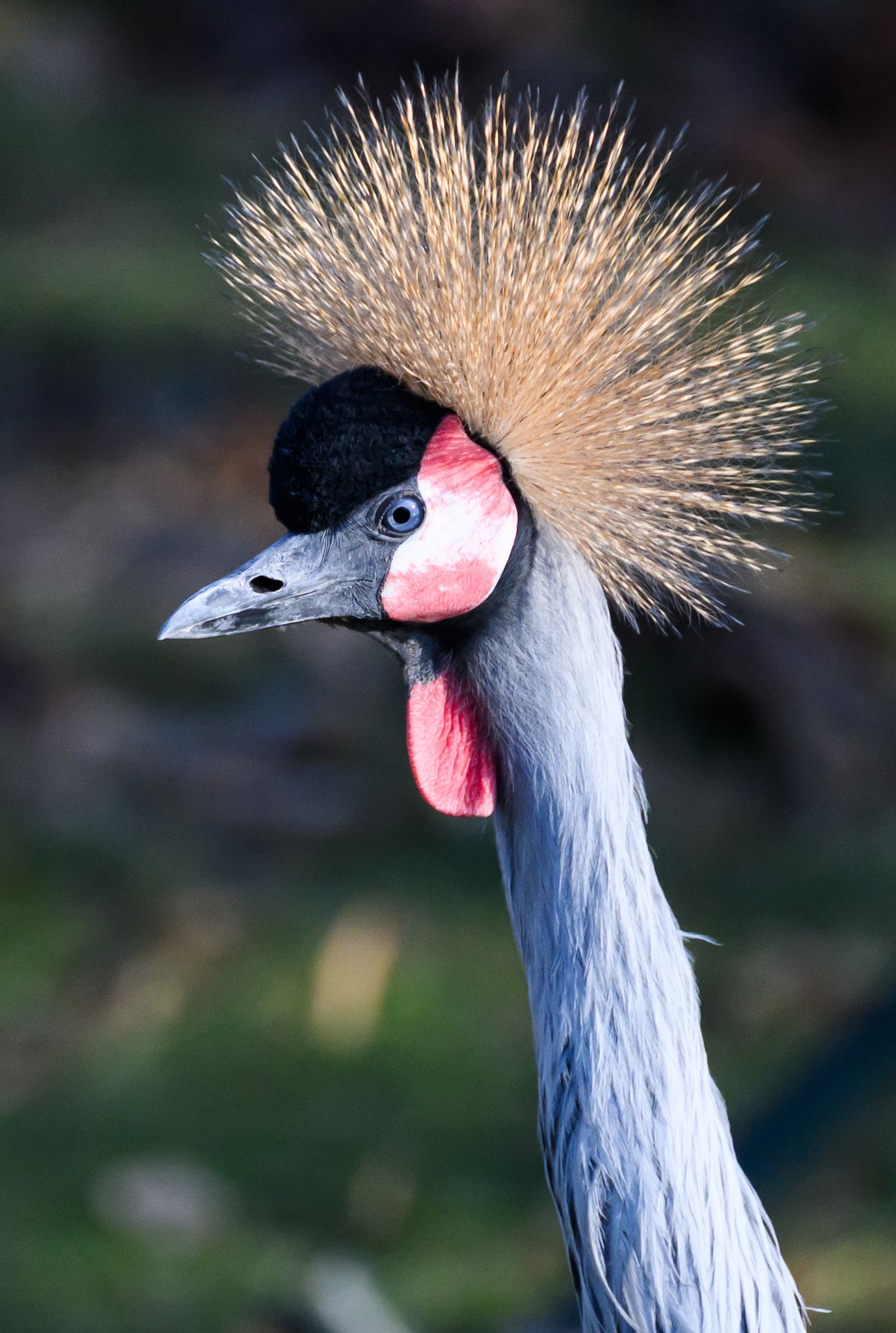 Der Kronenkranich ist in Afrika beheimatet.