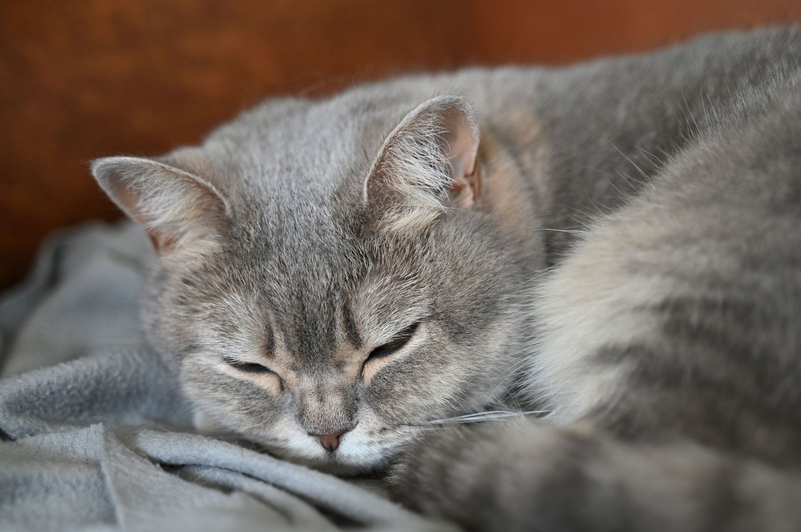 Der Halter bekommt seine Tiere nicht wieder, es sei offensichtlich, dass er sie nicht tierschutzgerecht behandelt und gehalten habe, entschieden die Richter. (Archivbild)