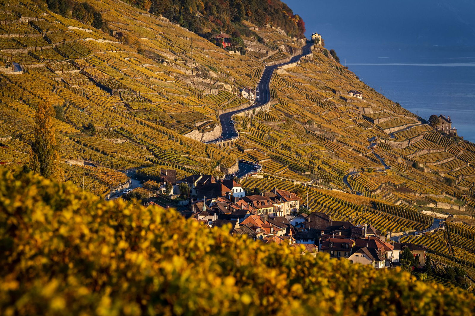 Der Kanton Waadt ist durch Weinanbau geprägt. (Archivbild)