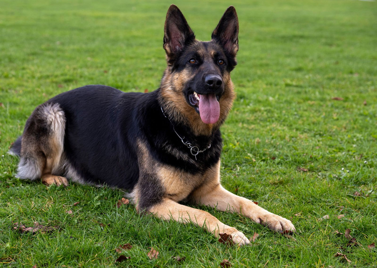 Ein Hund muss sterben, weil die Halterin offenbar überfordert war. (Symbolbild)