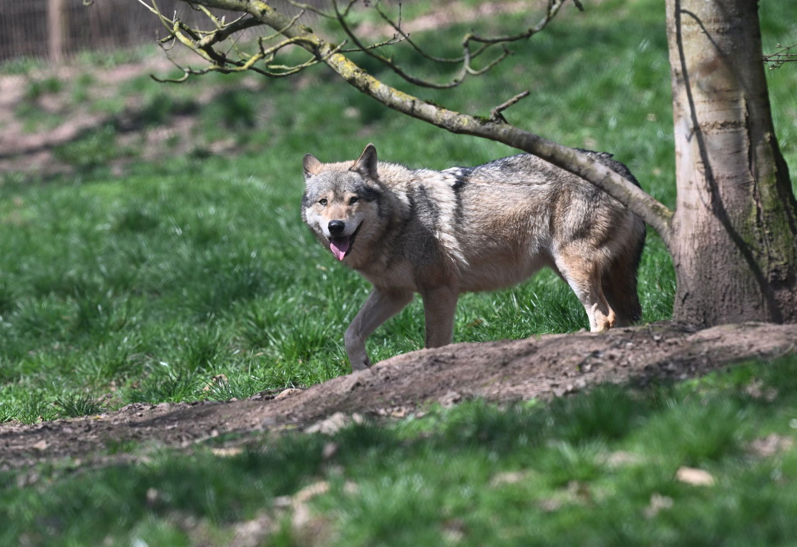 Wölfe sind recht selten in Baden-Württemberg. (Symbolbild)