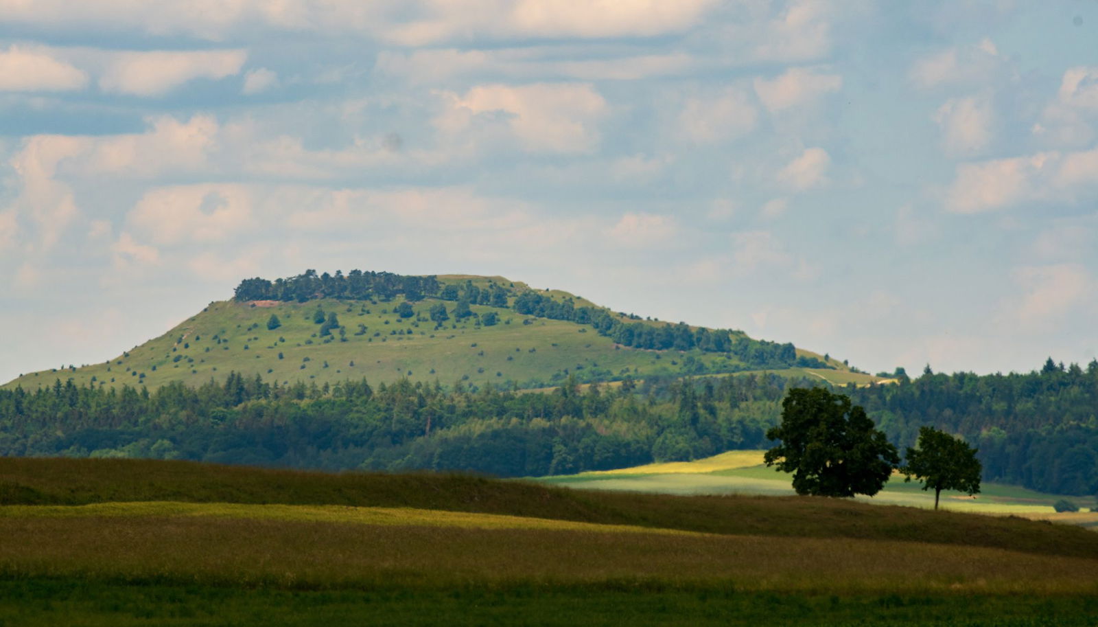 Goldschakale streunen vermehrt durch Baden-Württemberg. (Symbolfoto)