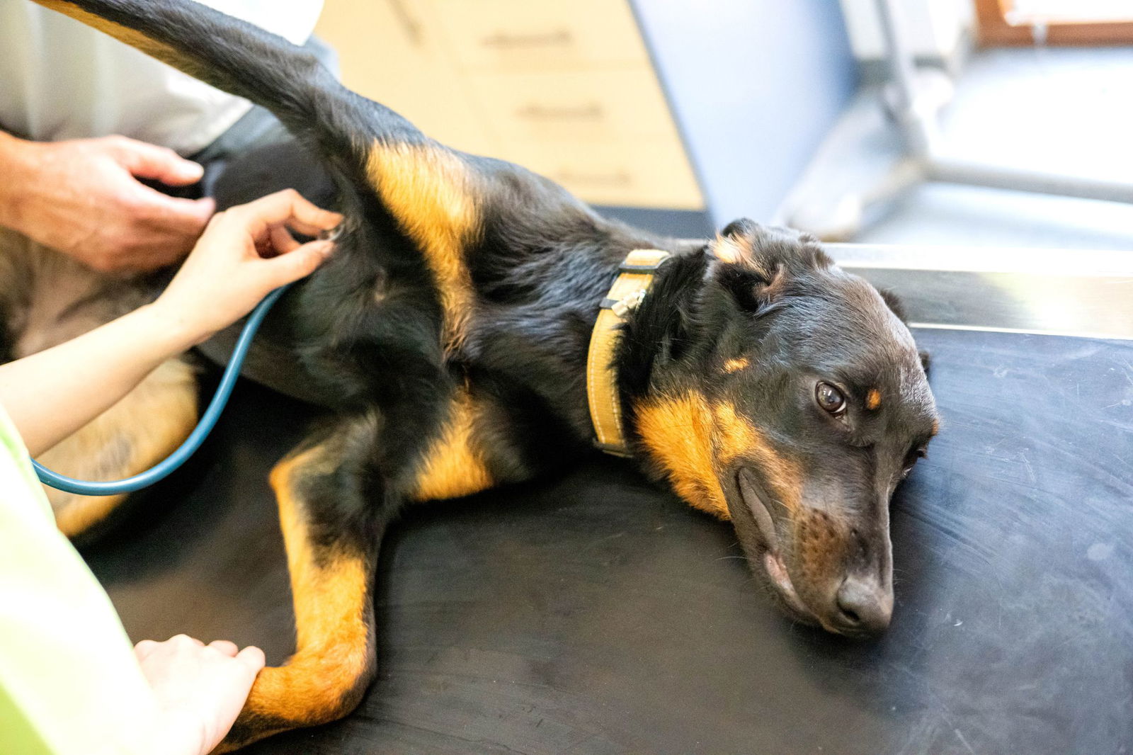 Auch Tiere können Blut spenden. (Symbolbild)