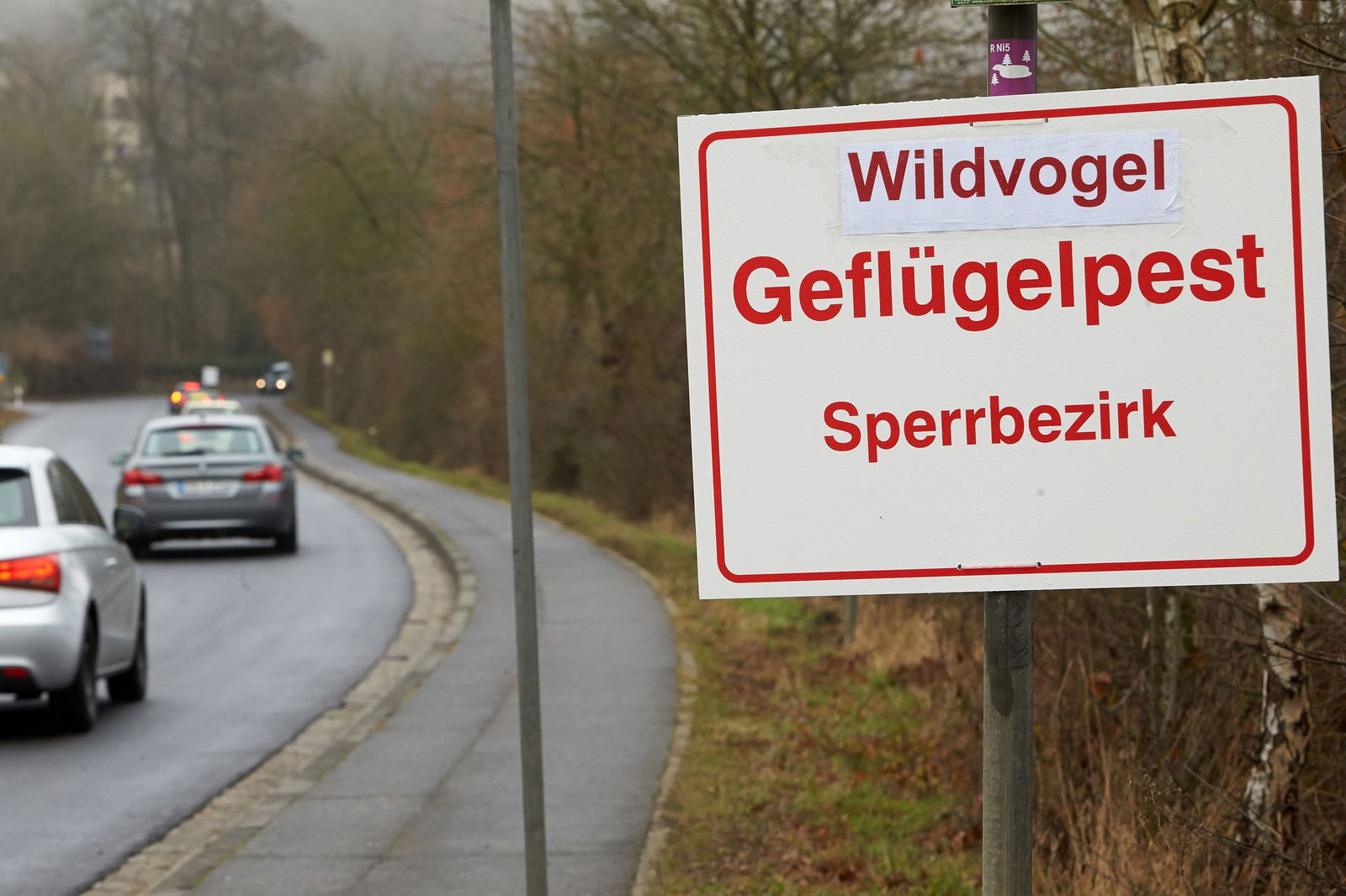 Die Vogelgrippe wird 2016 zum ersten Mal in Rheinland-Pfalz nachgewiesen. (Archivbild)