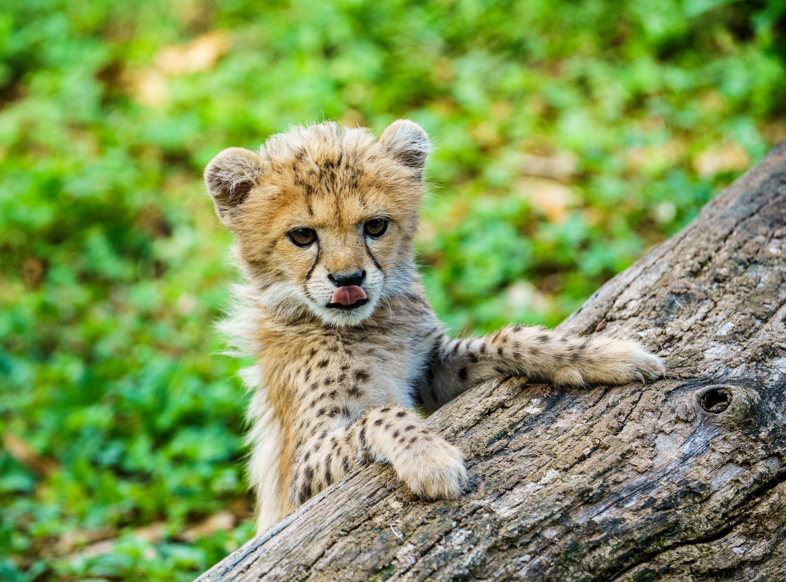 Das im Sommer geborene Gepardenbaby zählt zum besonderen Nachwuchs im Zoo Landau. (Archivbild)