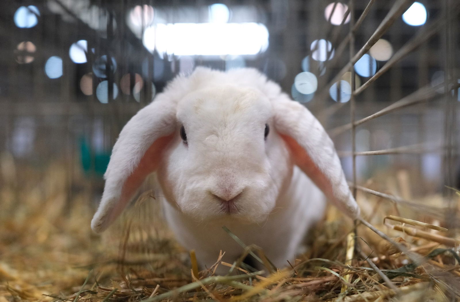 Bei der Wohnungsdurchsuchung wurde ein weiteres Kaninchen entdeckt, das mutmaßlich gestohlen wurde. 