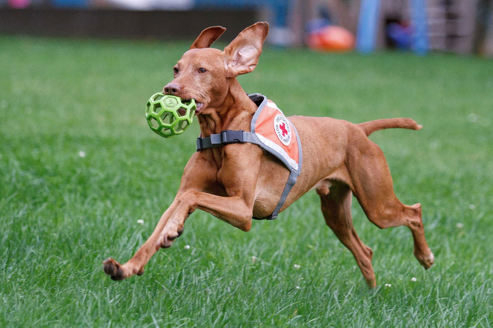 Ein Senior wurde in letzter Minute vom Suchhund Pino gefunden. (Foto-Handout)