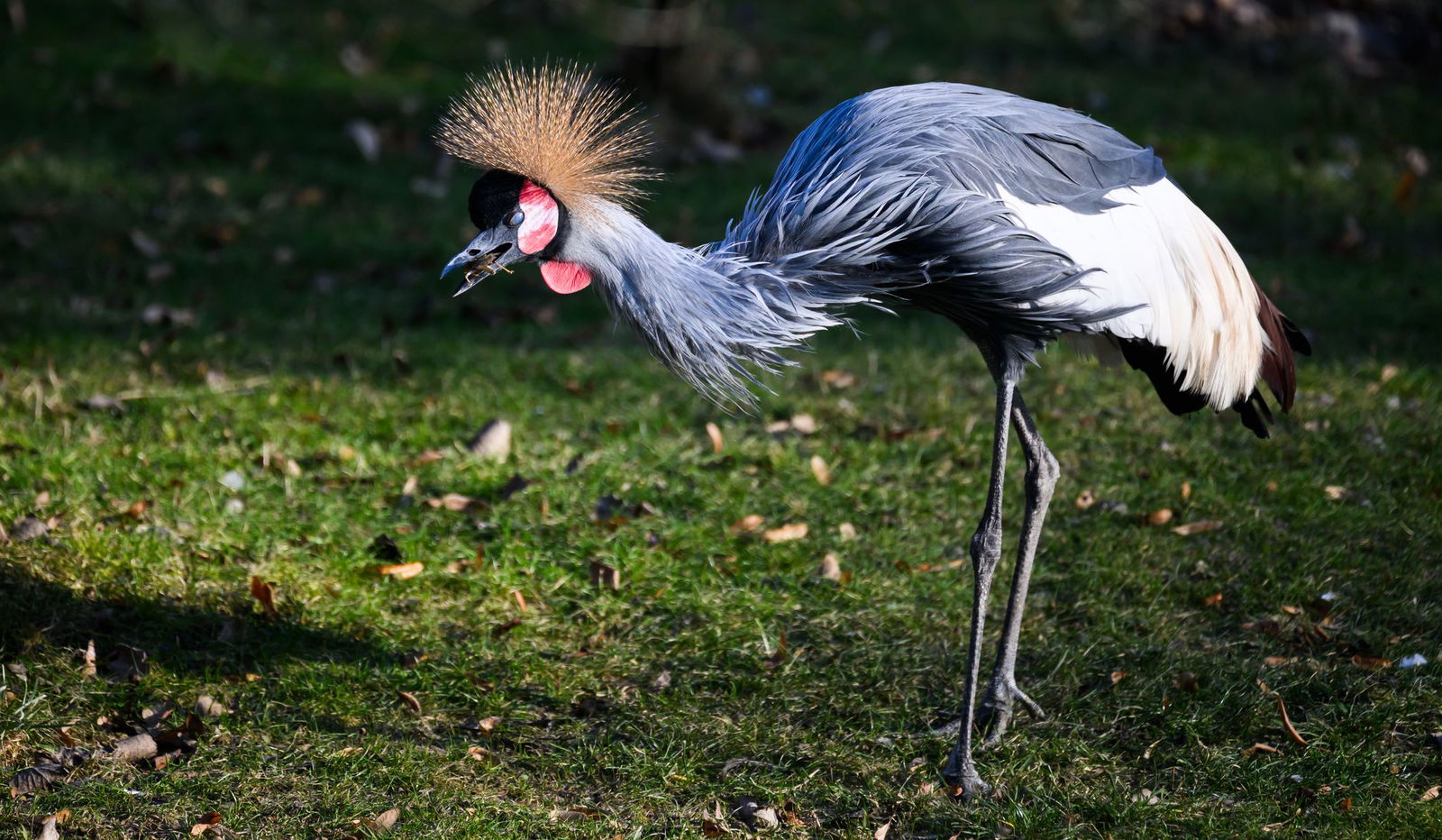 Eine Kronenkranich-Henne steht im Zoo Dresden im Gehege.