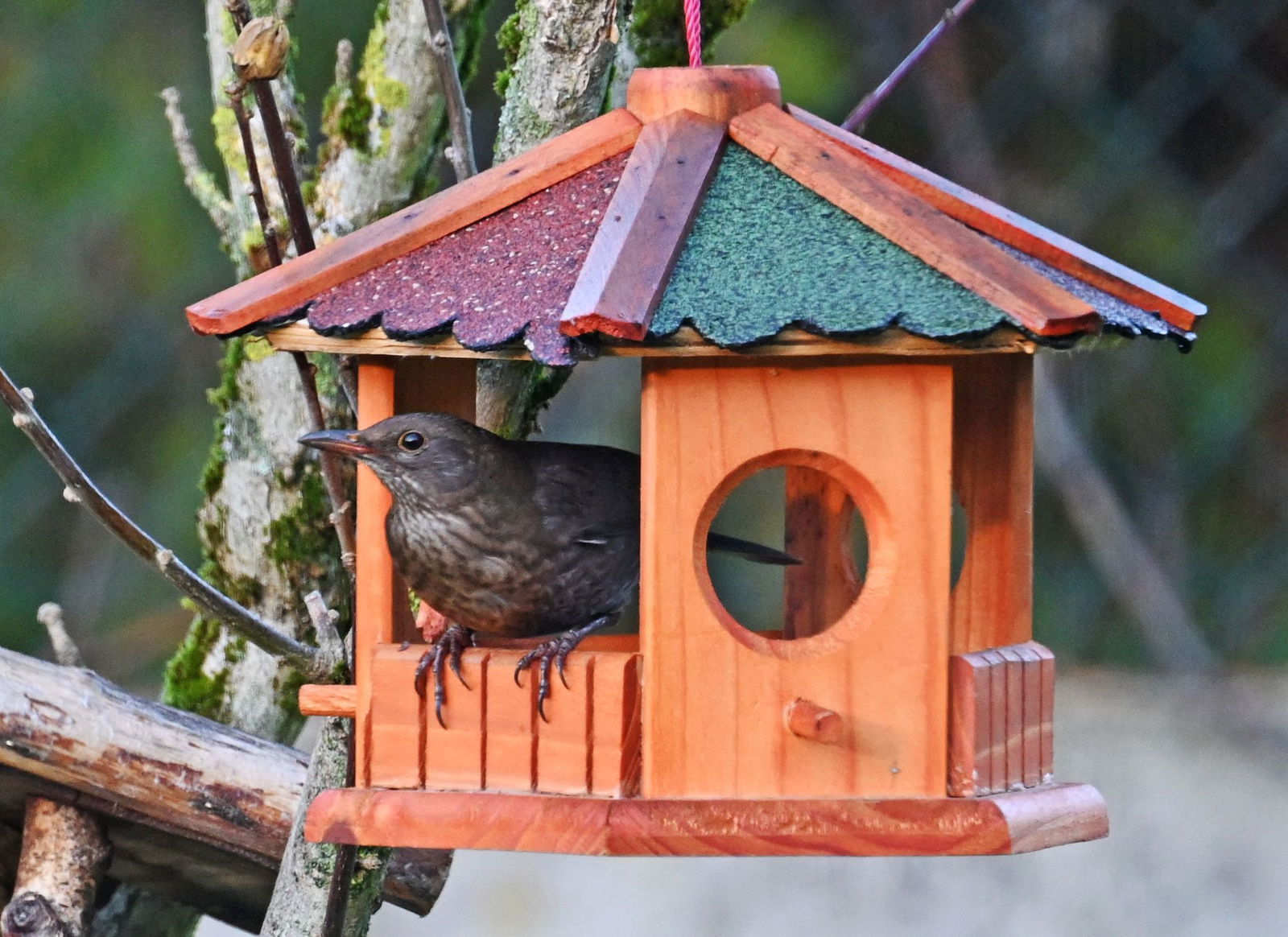 Bereits in den Wintermonaten lassen sich an Futterhäuschen in Gärten viele Vogelarten beobachten. (Archivbild)