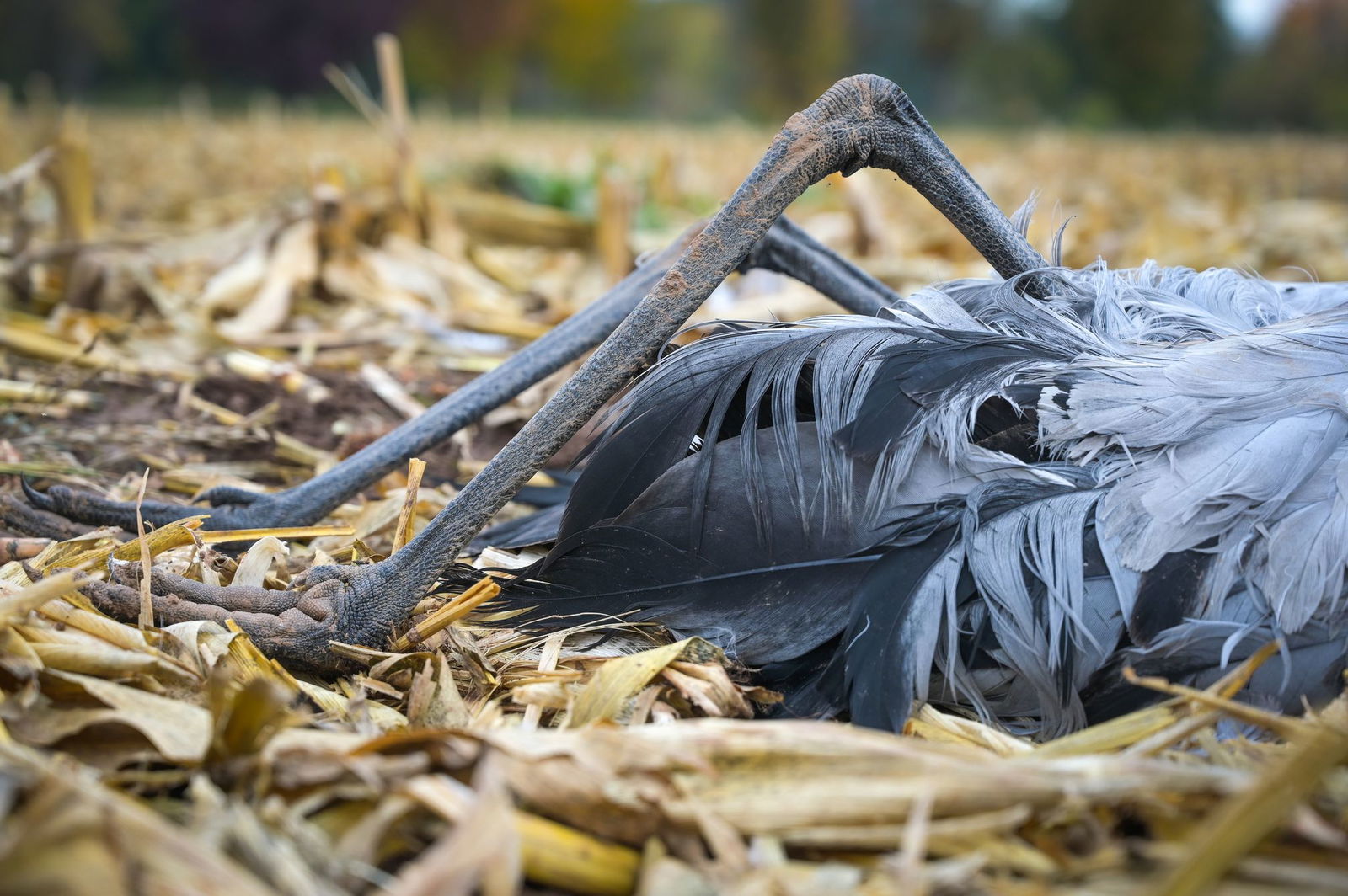 Die Zugvögel kommen irgendwann zurück, und dann kann es Probleme geben. (Symbolbild)