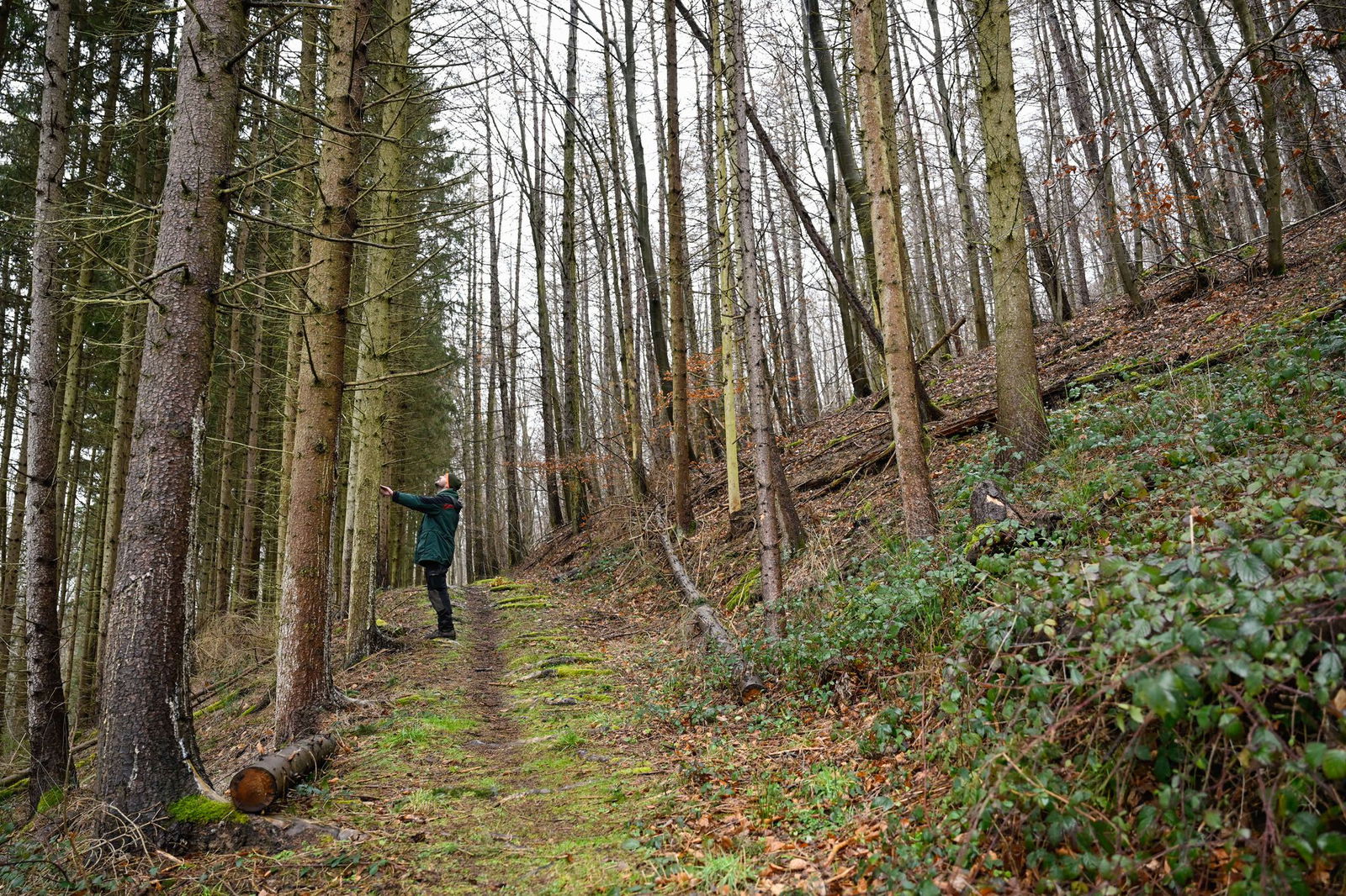 Klimakritiker sorgen für Verunsicherung bei Forstleuten. (Archivbild)