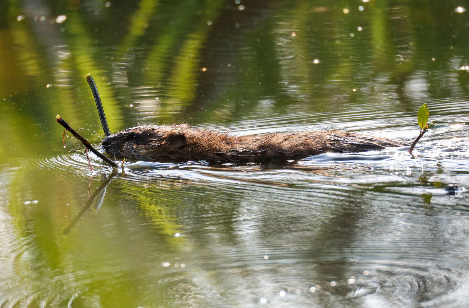 Bibern soll es in Baden-Württemberg künftig an den Kragen gehen, wenn sie zu viele Probleme bereiten. (Archivbild)