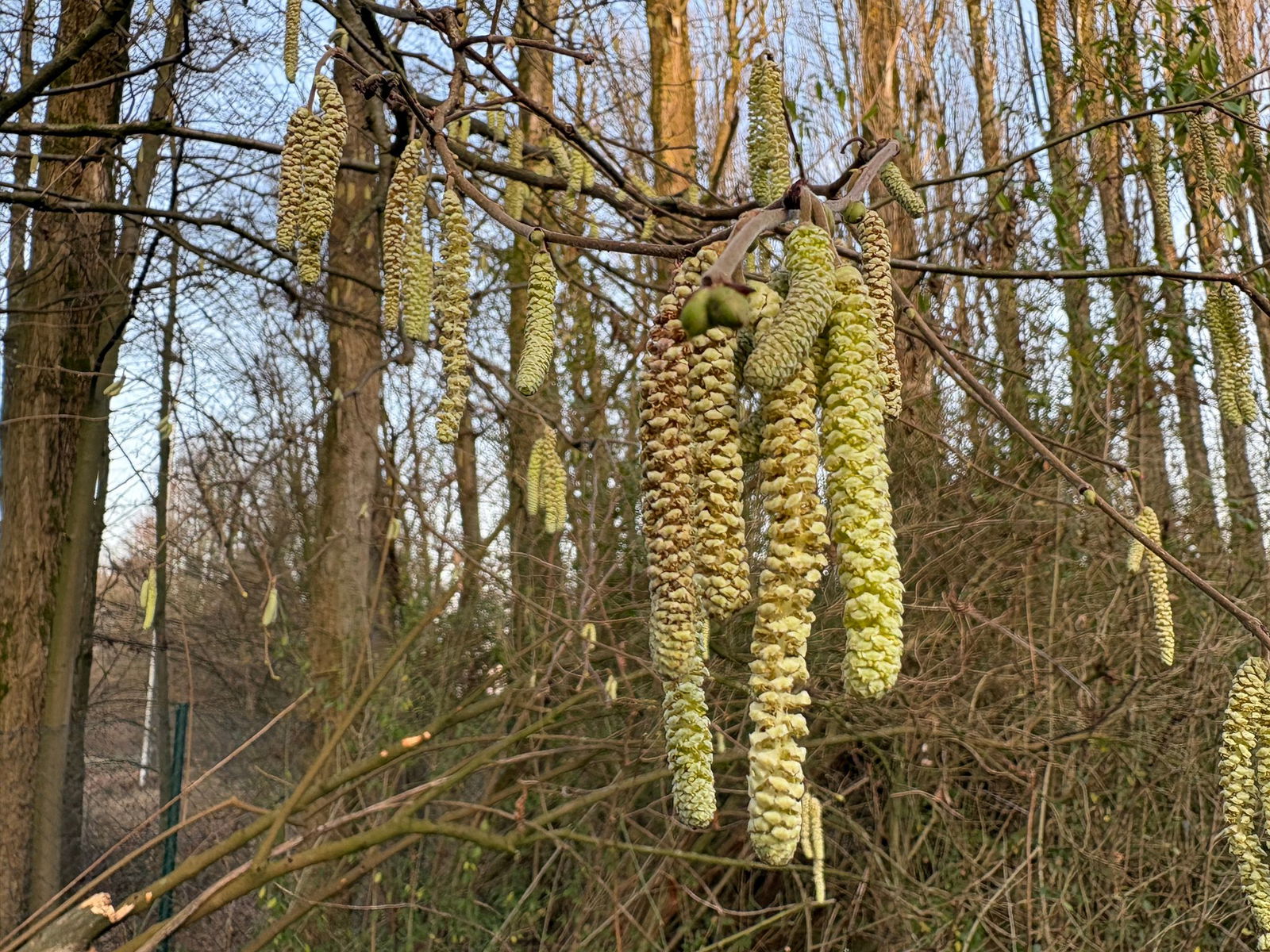 Für Allergiker geht die Belastung durch Haselpollen jetzt im Januar richtig los.