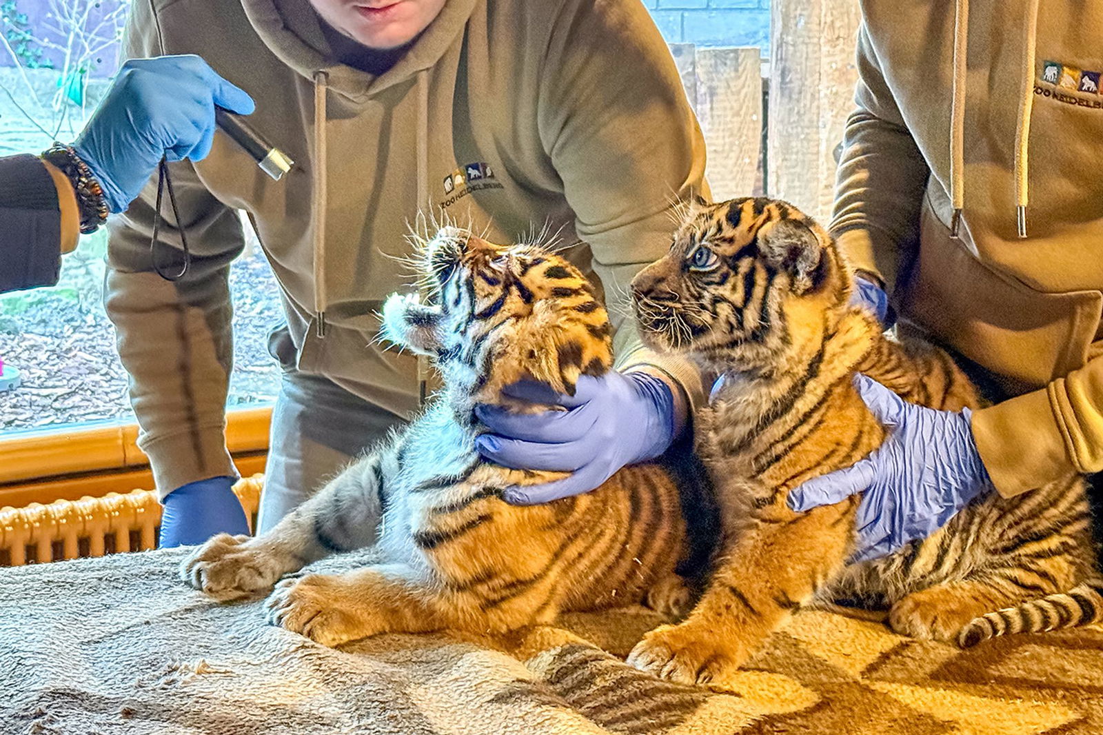 Zähne zeigen für die Erstuntersuchung von zwei Tigermädchen (Foto-Handout)
