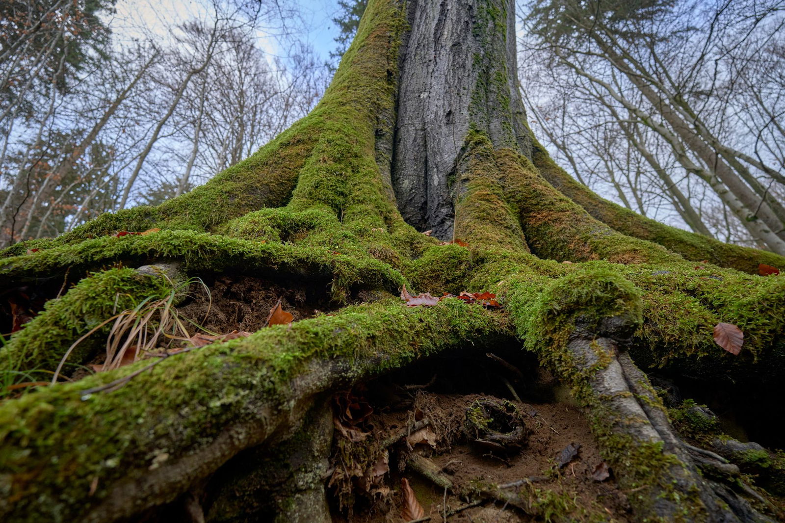 Die Landesregierung hat ein Forschungsprogramm zum Wald-Zustand in Auftrag gegeben - nun werden Ergebnisse präsentiert. (Symbolbild)
