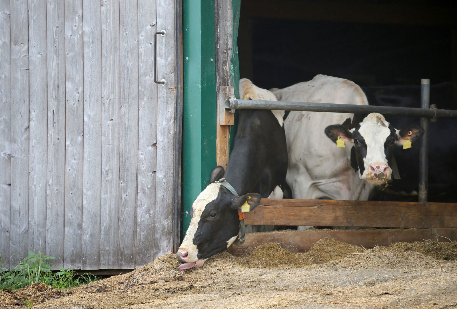 Erneut stehen Landwirte im Allgäuer Tierschutzskandal vor dem Landgericht Memmingen. (Archivbild)