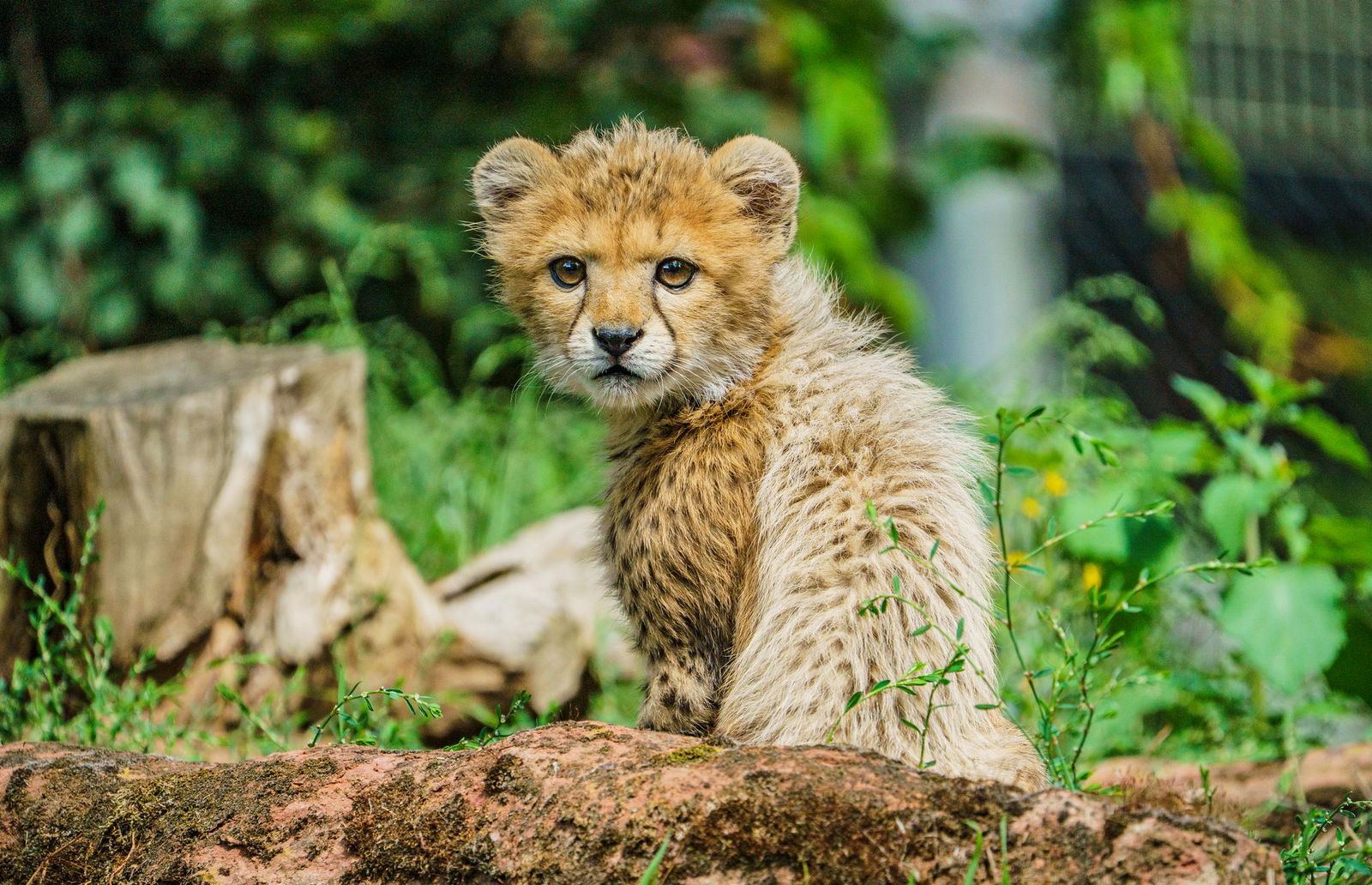 Gepardenkatze Rose konnte ihren Nachwuchs «Assama» nicht mit Milch versorgen. (Archivbild)