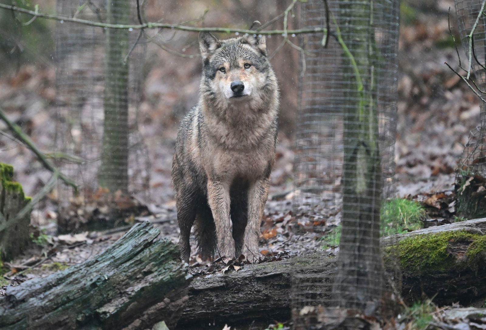 Im Nationalpark versuchen Jäger seit eineinhalb Wochen, einen Wolf zu erlegen. (Archiv)