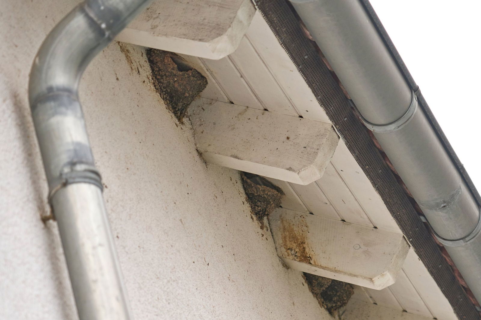 Mehlschwalben (Delichon urbicum) gelten in Rheinland-Pfalz nach der Roten Liste als gefährdet. 