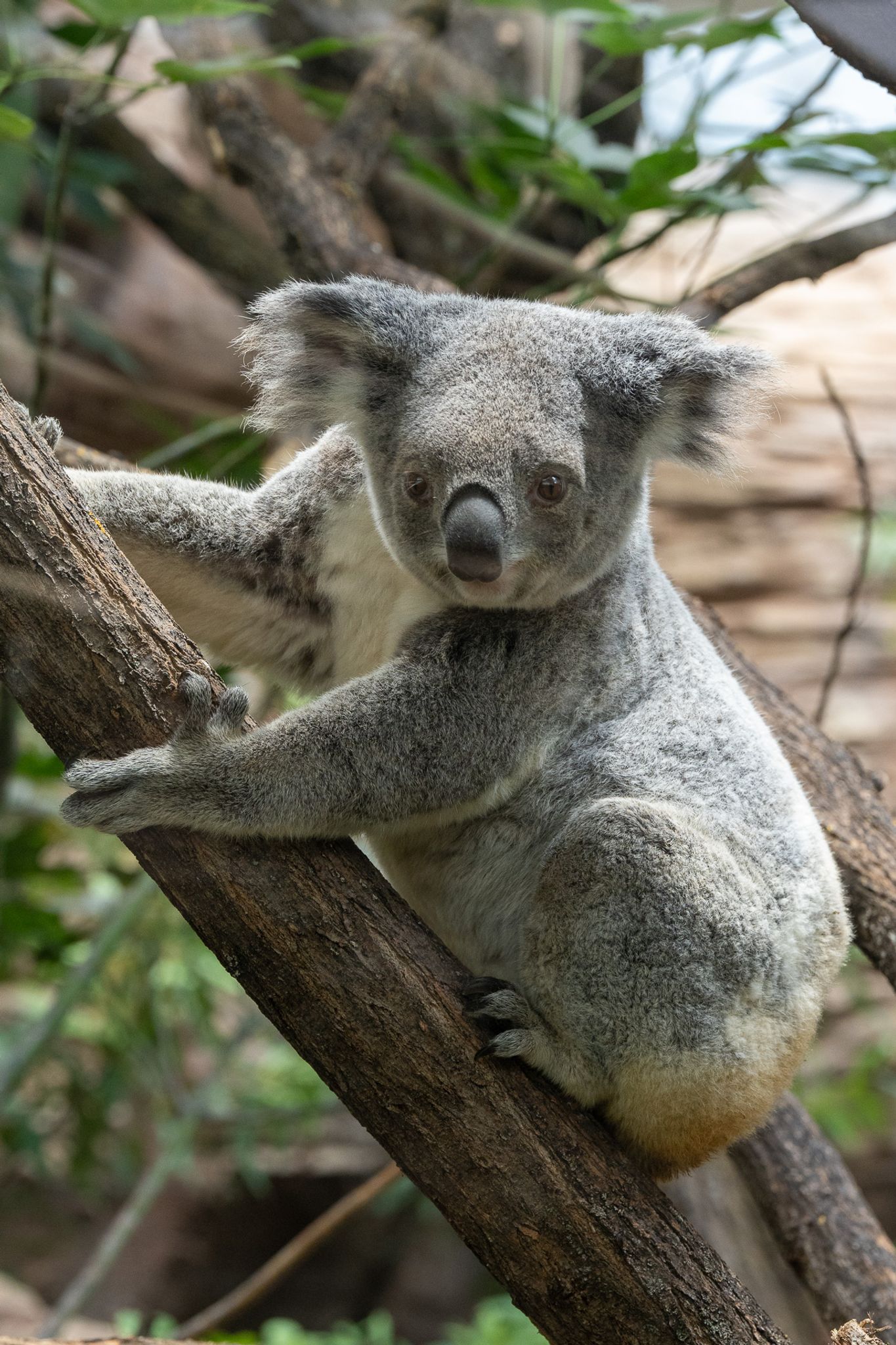 Das fast sieben Jahre alte Weibchen Scarborough litt an Blutarmut.