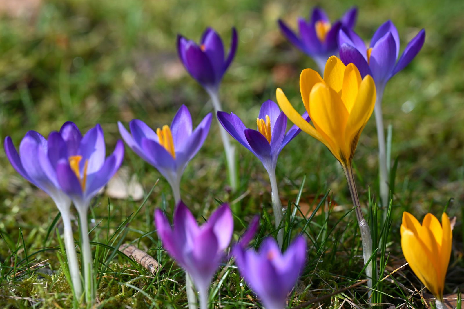 Milder Winter und frühlingshaftes Finale (Symbolbild).