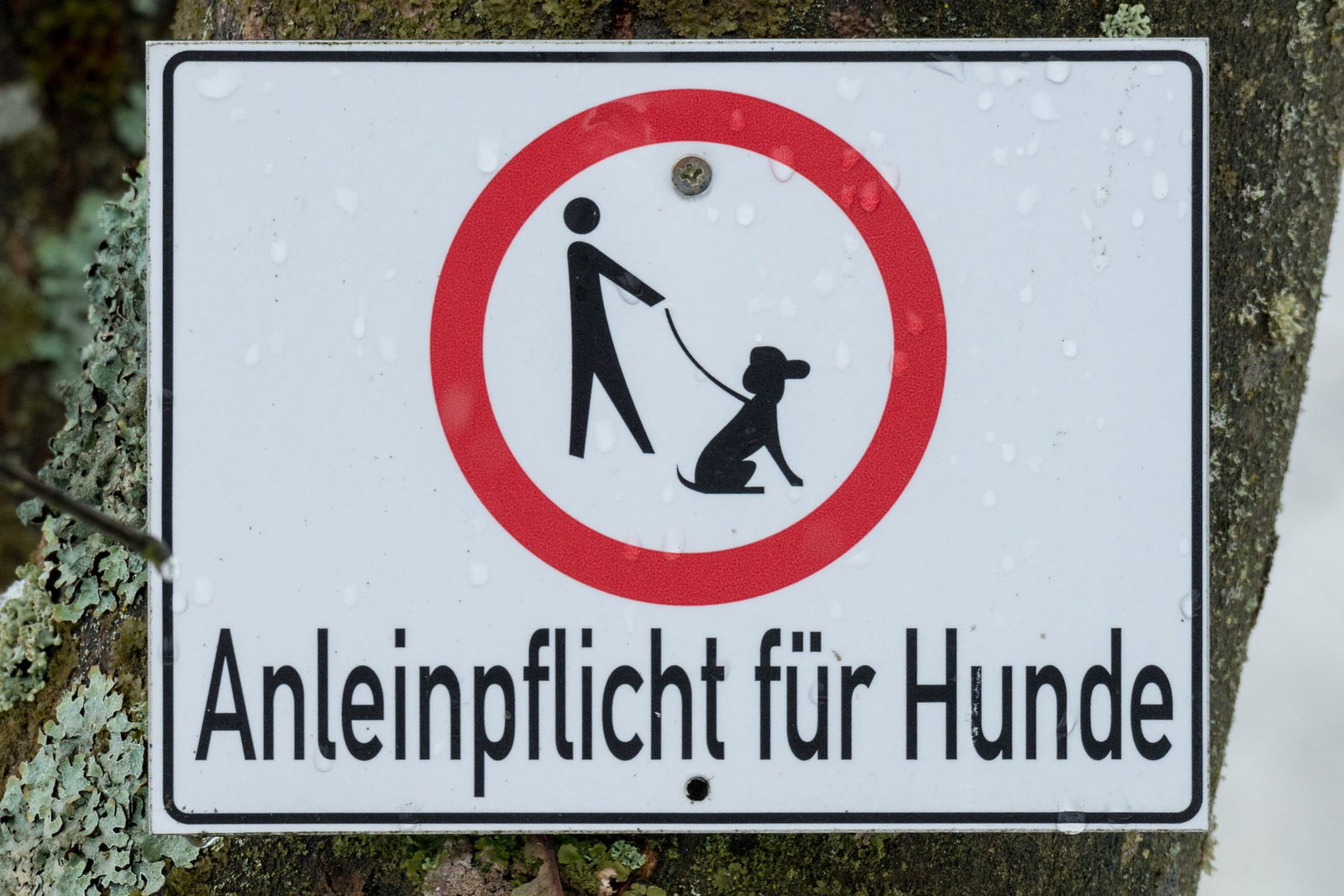Die Hundebesitzer gerieten handfest aneinander. (Symbolbild)