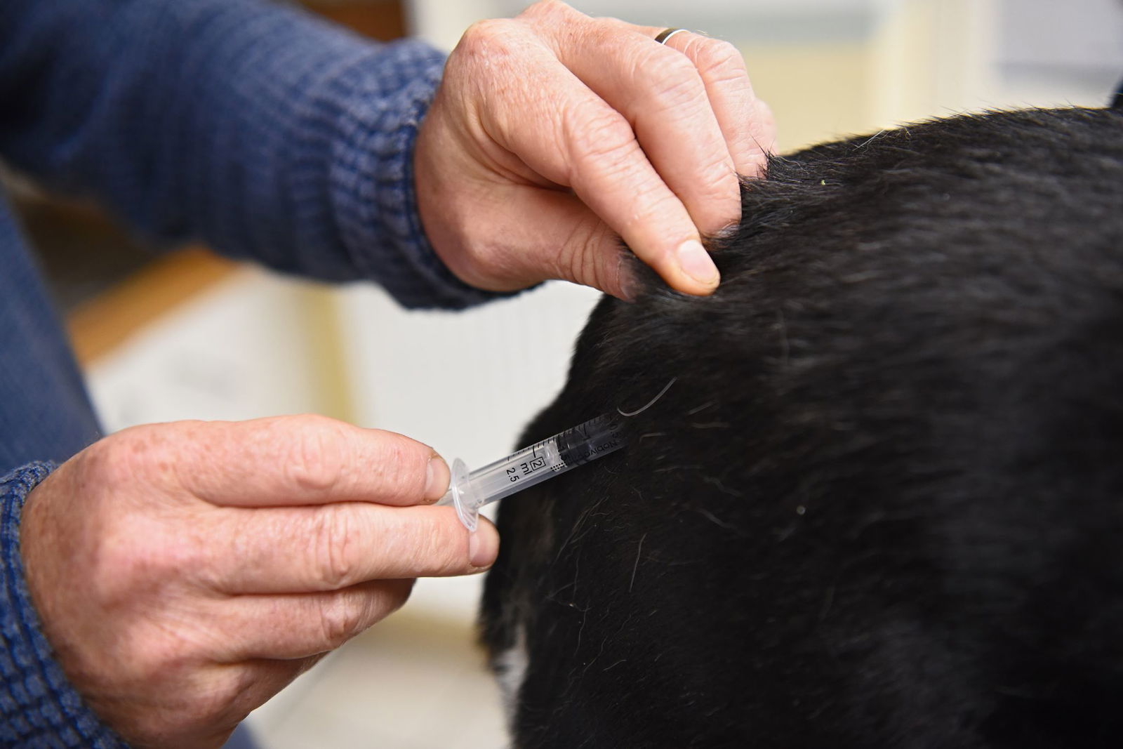 Die Bundestierärztekammer warnt vor den Risiken unzureichend geprüfter Gesundheitsnachweise bei Hunden aus dem Ausland. (Symbolbild)