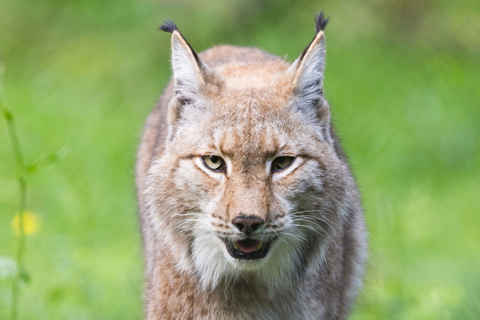 Ein neuer Luchs ist im Hochschwarzwald heimisch geworden - die Förster haben ihn «Kandelino» getauft. (Symbolbild)