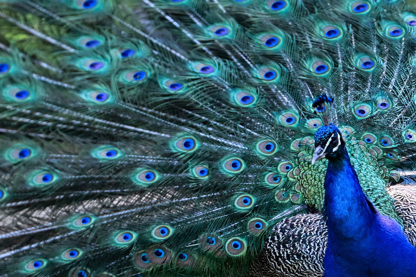 Auch ein Pfau war unter den Warnmeldungen. (Symbolbild)