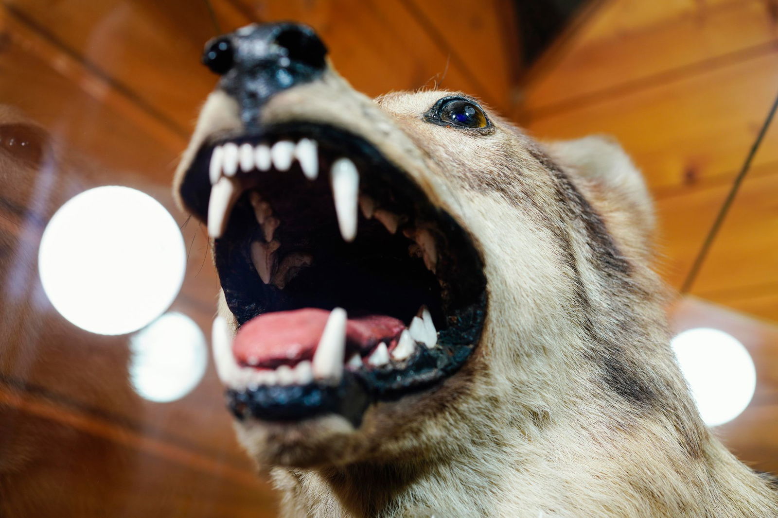 Der Wolf von der Hornisgrinde soll im Fall eines tödlichen Treffers direkt der Forstlichen Versuchs- und Forschungsanstalt BW (FVA) übergeben werden.(Archiv)