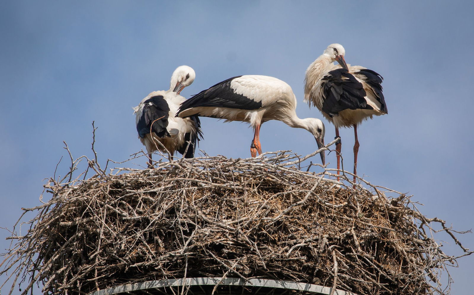 Jedes Jahr die bange Frage: Kehren alle Störche gesund zurück? (Archivbild)