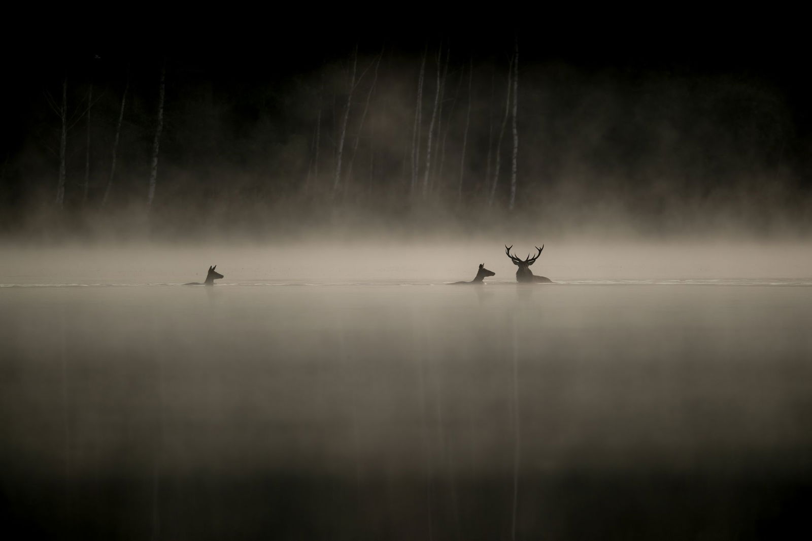 Wild durchquert einen Fluss in den Vogesen - Szene aus dem Film «Das Flüstern der Wälder».
