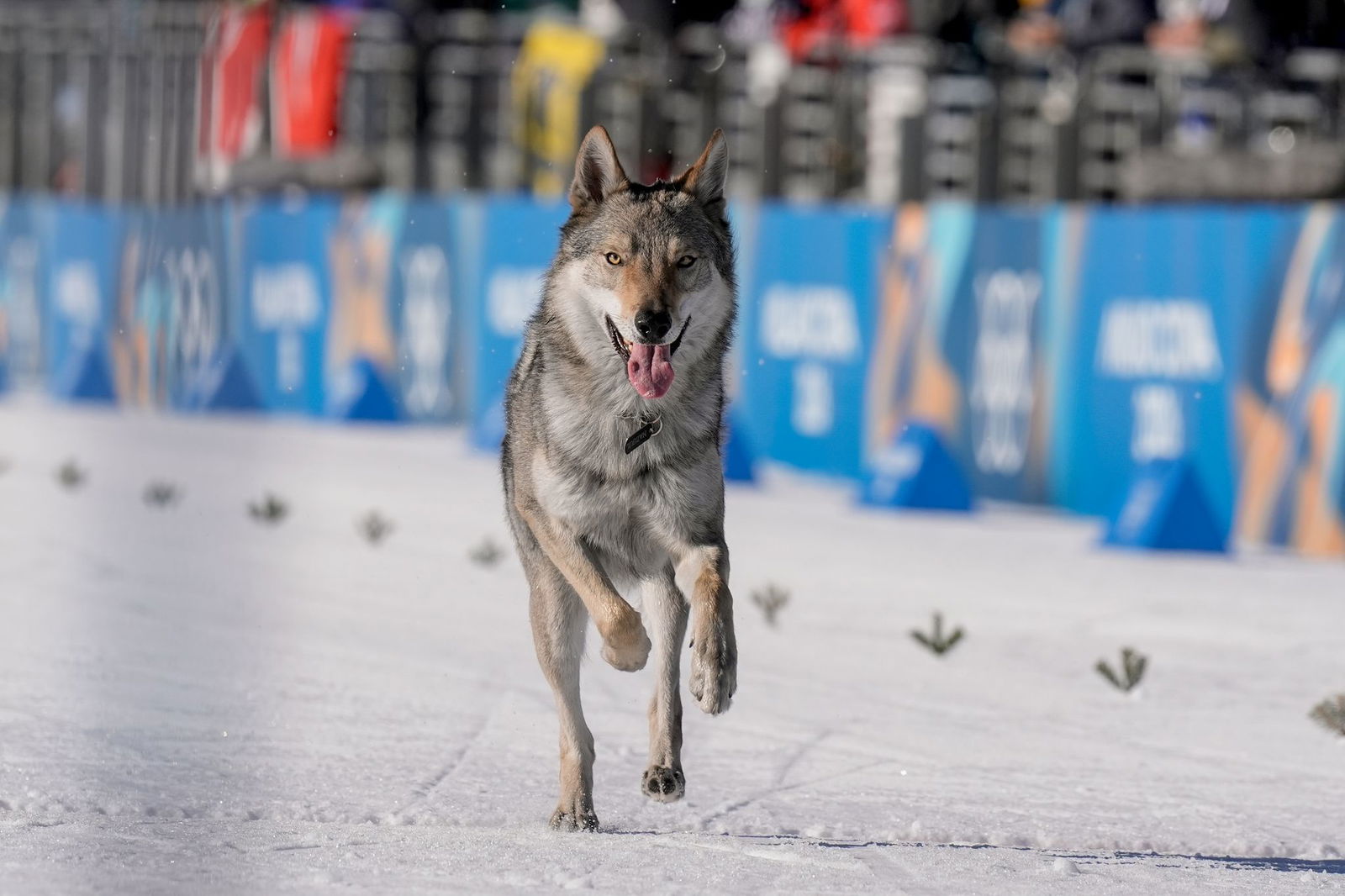 Der Hund war zuvor ausgebüxt, wie die Schwester des Besitzers berichtete.