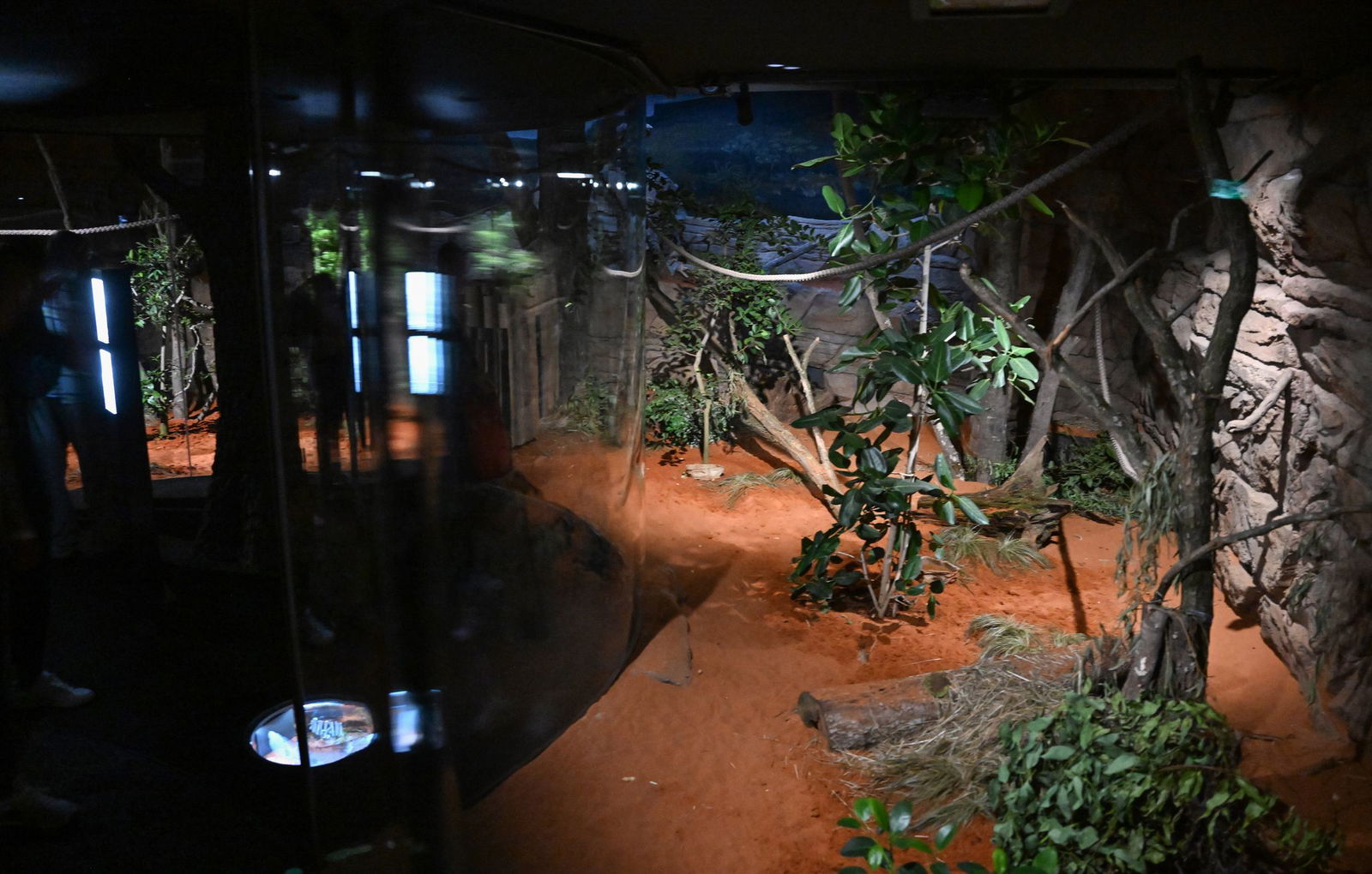 In der Wilhelma musste ein Koala eingeschläfert werden. (Archivbild)