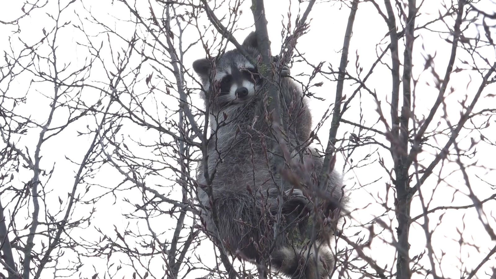 Tagelang saß ein Waschbär in einem Baum fest. (Symbolbild)