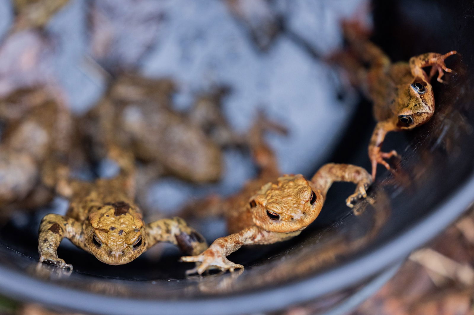 Nach ersten Zählungen sind bislang rund 20 000 Amphibien «gewandert" - sie landeten also bei den Krötenhelfern im Eimer oder in den Tunneln.(Archiv)