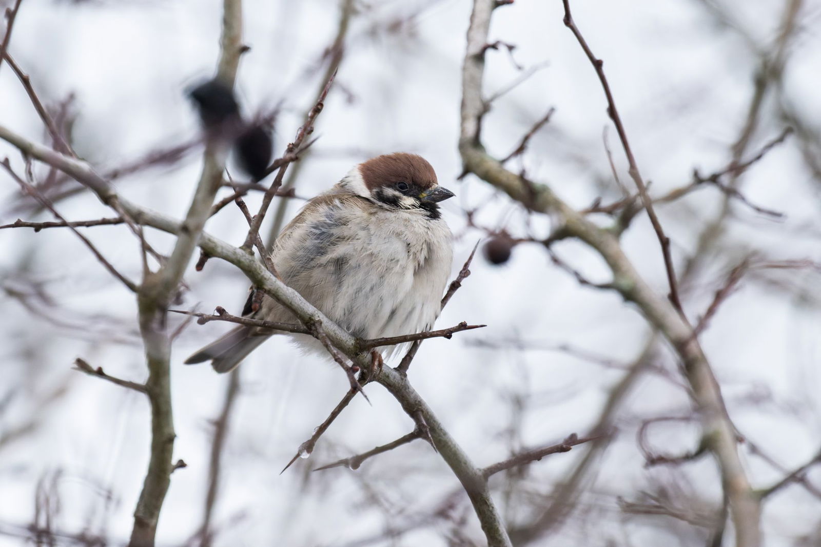 Aufgeplustert und gewärmt ist es draußen auszuhalten. (Archivbild)