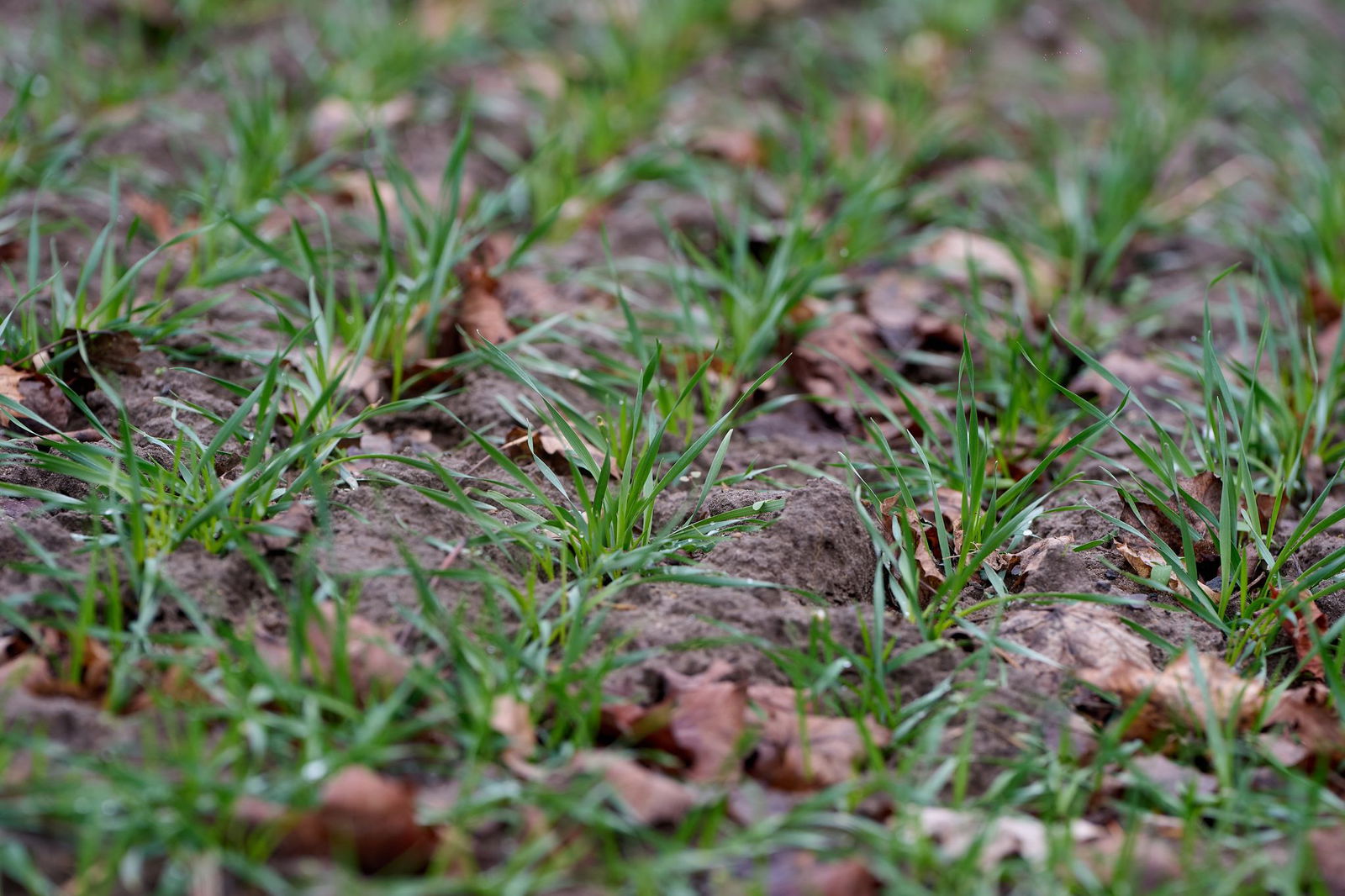 Die rheinland-pfälzischen Landwirte sind trotz wechselhafter Witterung mit Schnee und Regen, Frost und teils auch milderen Temperaturen gut durch den Winter gekommen.  