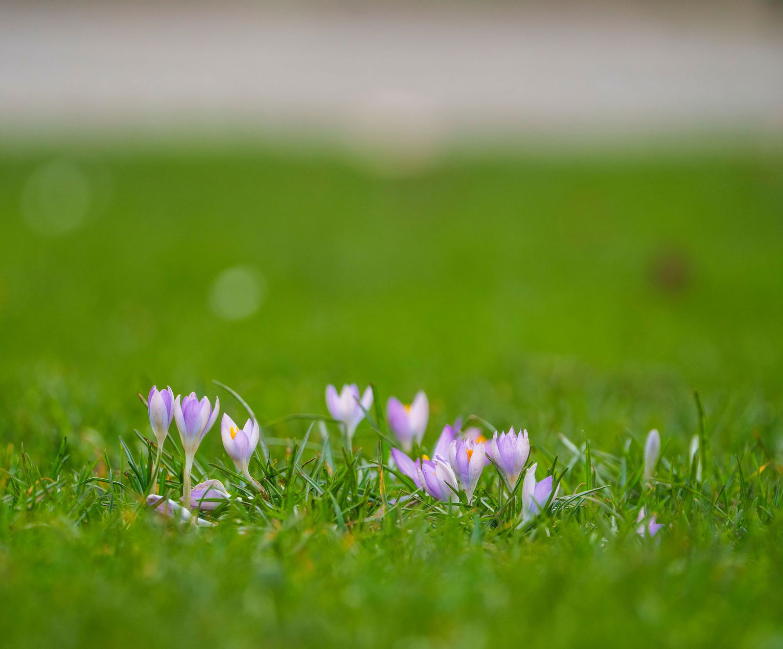 Mit den steigenden Temperaturen zeigen sich in Mainz auch die ersten Krokusse. (Symbolbild)