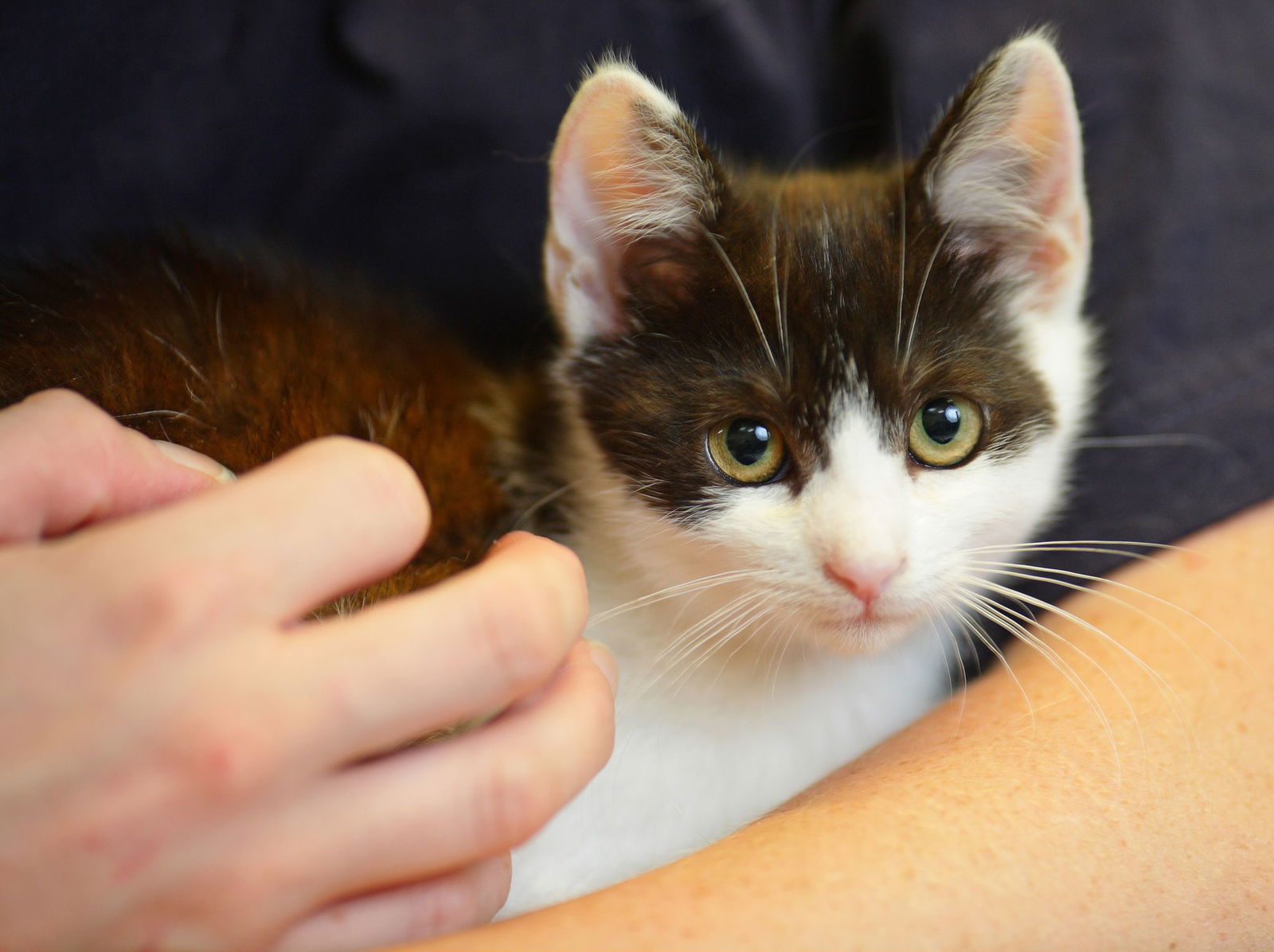 Das Karlsruher Tierheim sucht Katzenstreichler. (Symbolbild)