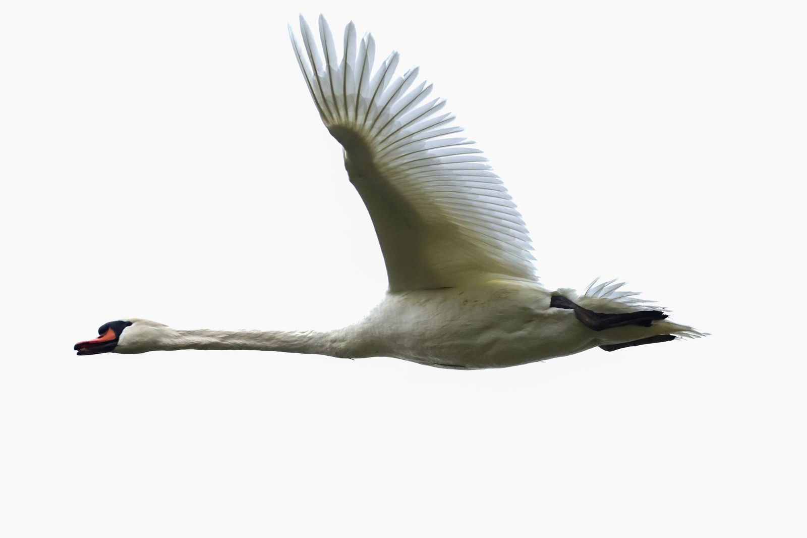 Die Polizei konnte den Schwan unverletzt in die Freiheit entlassen. (Symbolbild)