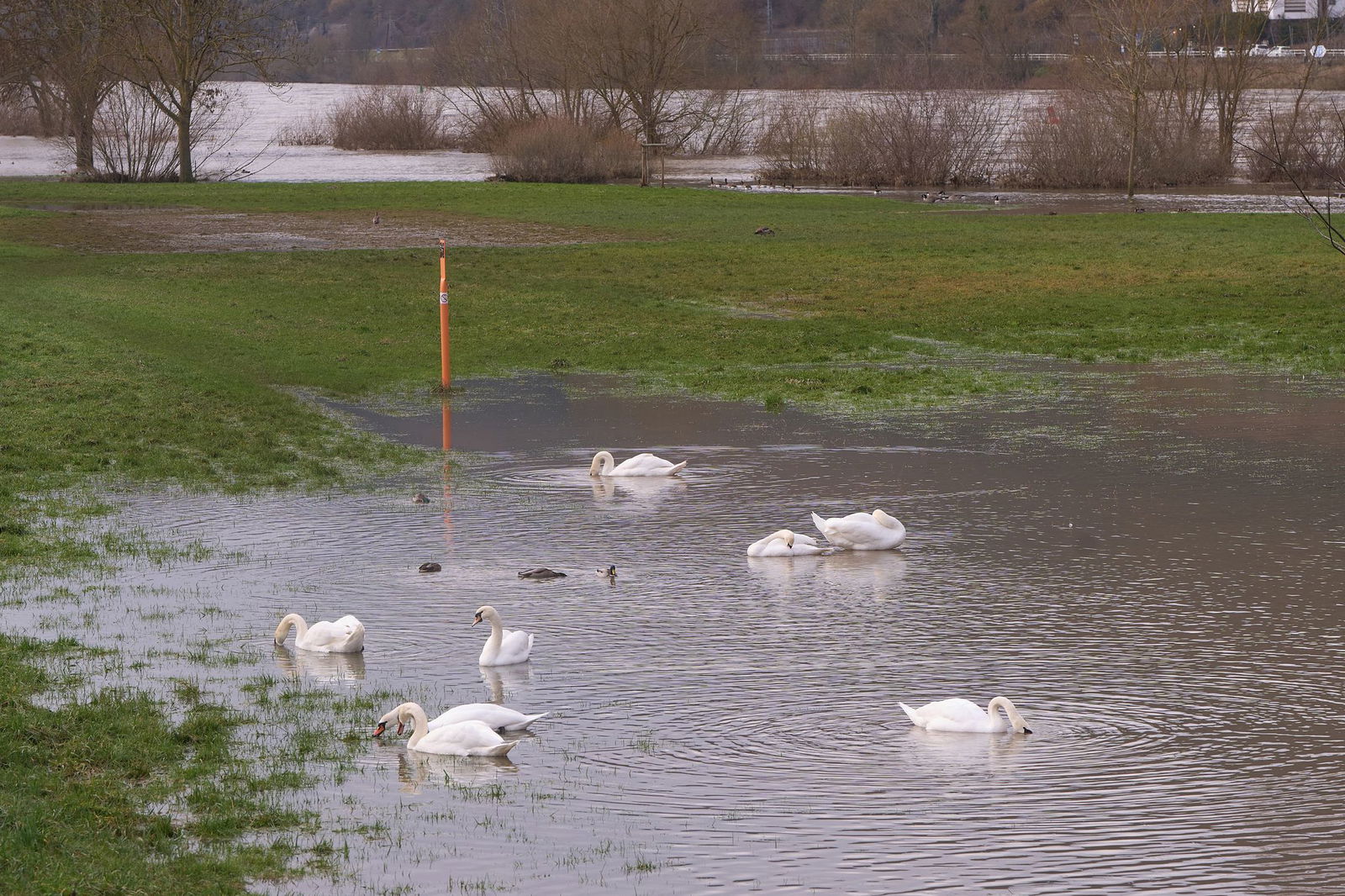 Bis einschließlich Sonntag sollen die Wasserstände an Rhein und Mosel sinken. 