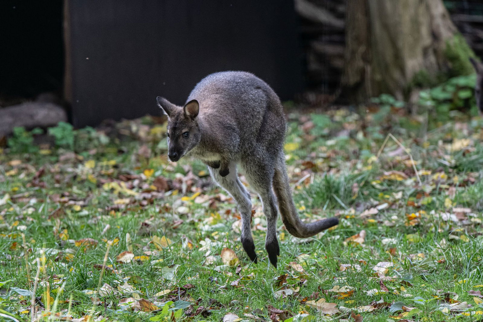 Zuletzt wurde das fehlende Tier - hier ein Symbolbild - zwischen Otterbach und Morlautern gesehen. (Symbolbild)
