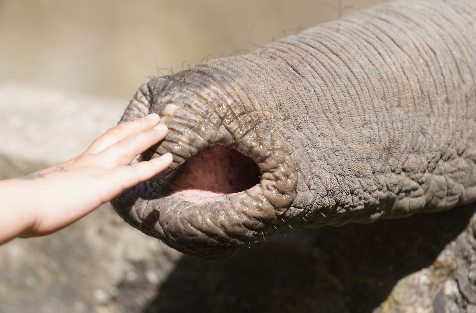 Elefanten zupfen trotz grober Statur präzise Blätter, sie schöpfen Wasser und können winzige Futterstücke ebenso aufheben wie Baumstämme. 