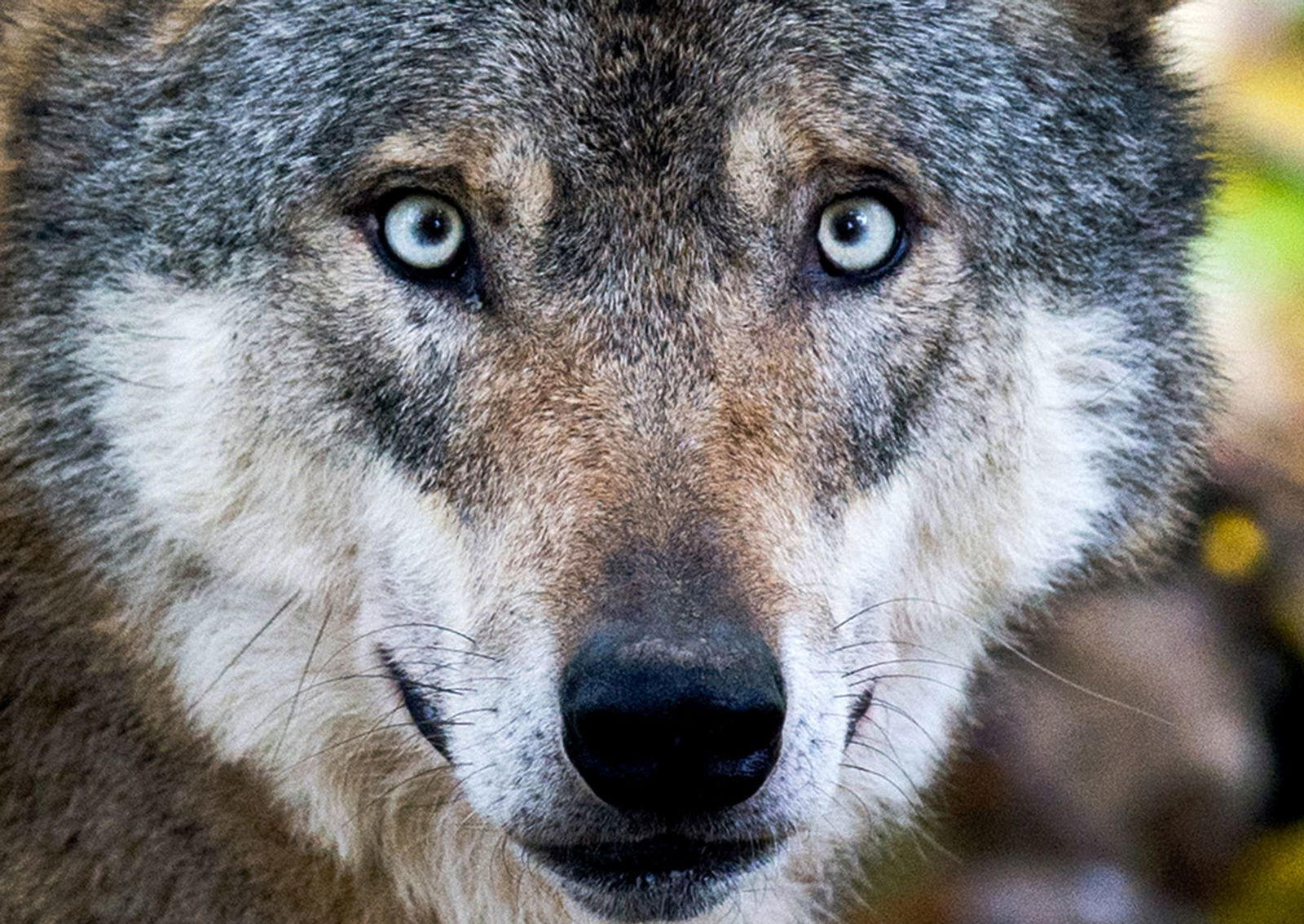 Der Wolf im Nordschwarzwald darf geschossen werden. (Symbolbild)