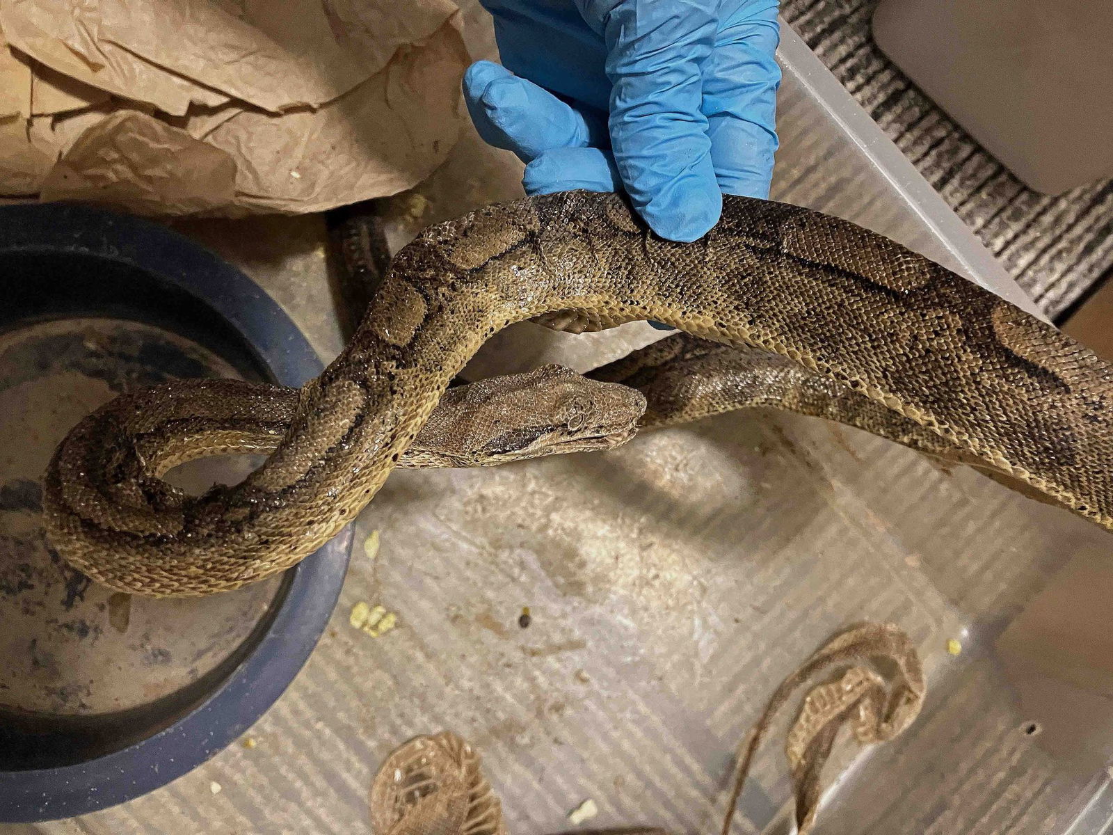 Die Schlangen waren ausgetrocknet und mit Parasiten infiziert