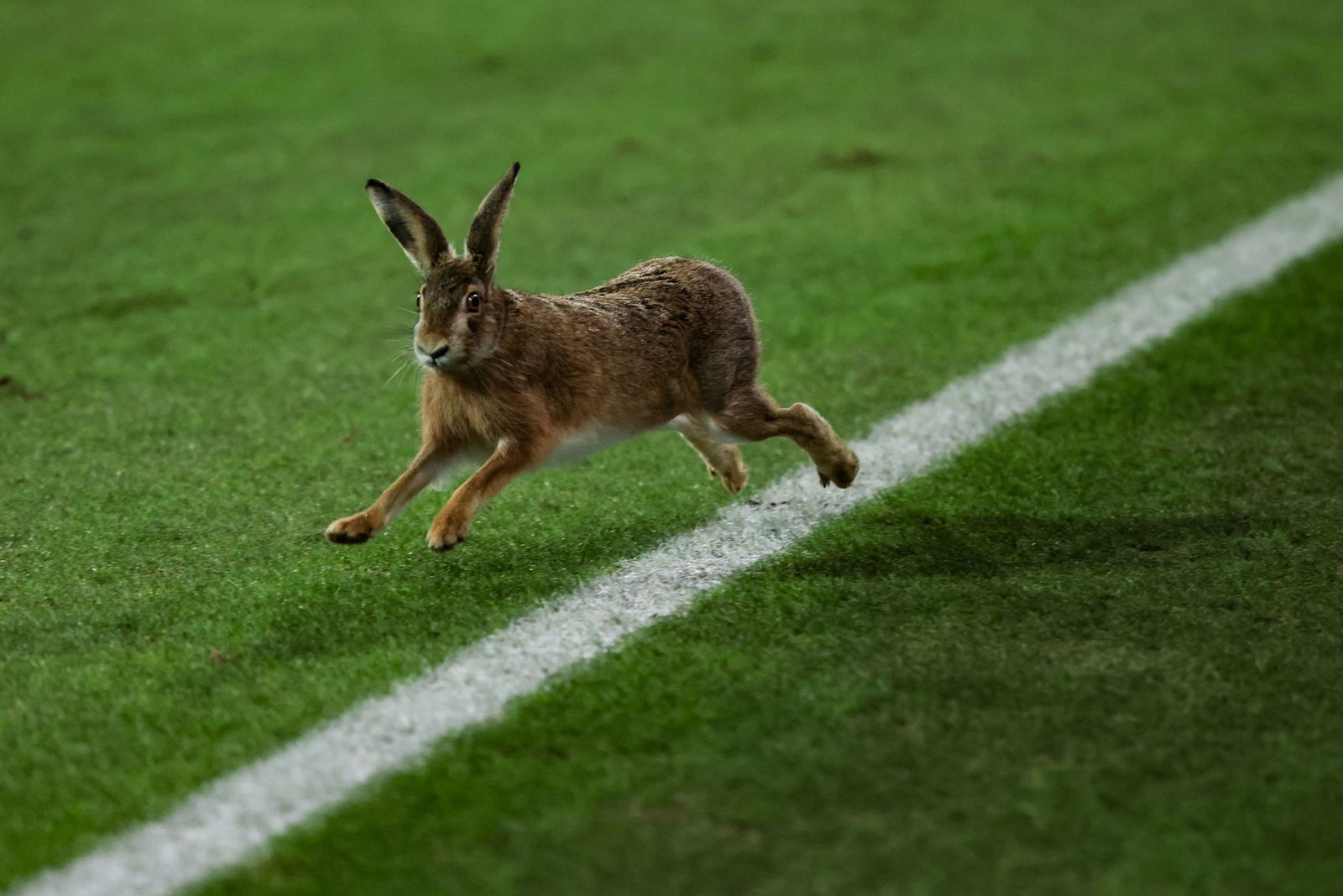 Ein Hase läuft über das Spielfeld während der Halbzeitpause.